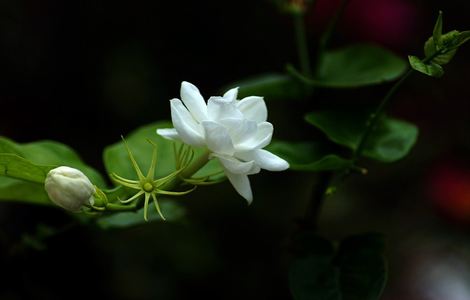 《妻子的选择》张瑶