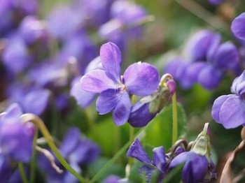 芒果回家视频网页版