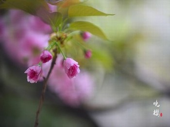 苹果手机查序列号入口